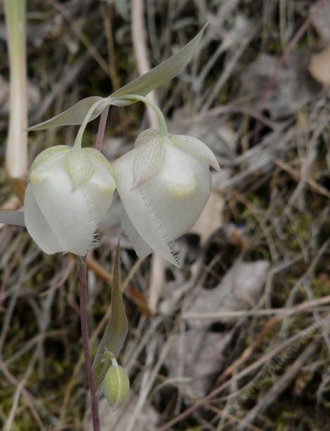 Calochortus albus, Fairy Lantern can be white or pink - grid24_12