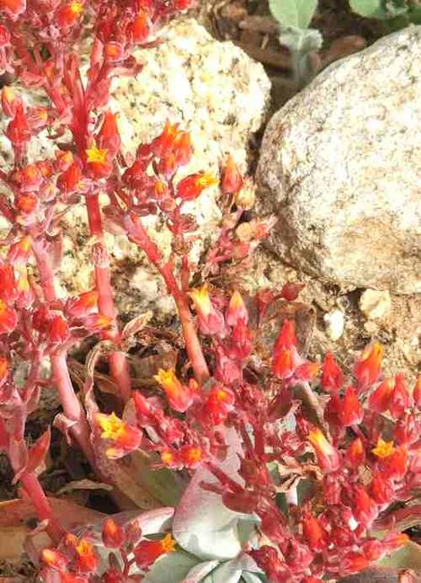 Dudleya cymosa - canyon dudleya, canyon liveforever, Rock Lettuce - grid24_12