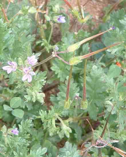 Filaree (Erodium cicutarium) is a awful weed. We have no good controls to offer.  - grid24_12