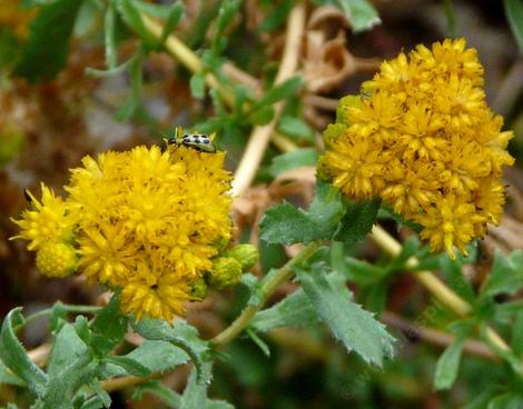 Haplopappus venetus furfuracea Furry DYC - grid24_12