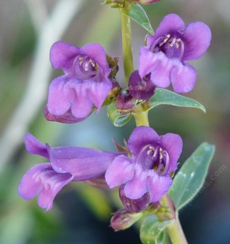 Penstemon speciosus,  Showy Penstemon flowers. - grid24_12