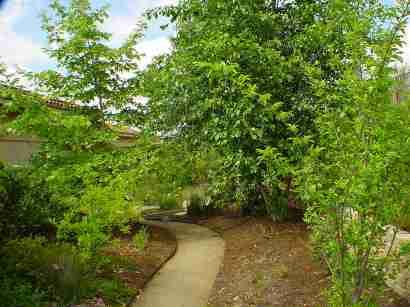 The Sycamore on the left was planted as a 24 inch box, the large one on the right a five gallon. Smaller native plants grow better than larger sized ones. - grid24_12