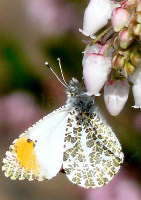 Arctostaphylos obispoensis San Luis Obispo Manzanita with a Sara Orange Tip Butterfly - grid24_12