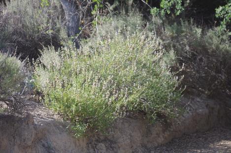 Salvia mellifera, Black sage is native behind the nursery in Santa Margarita - grid24_12