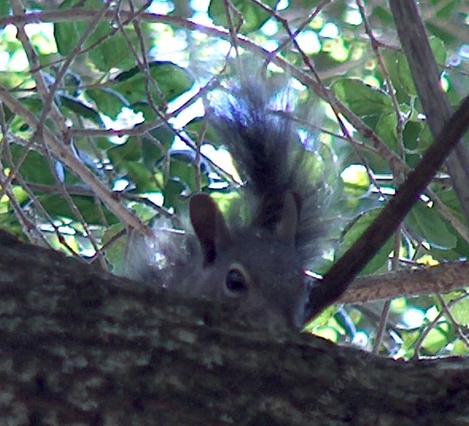 A tree squirrel watching from a Quercus agrifolia, Coast Live Oak - grid24_12