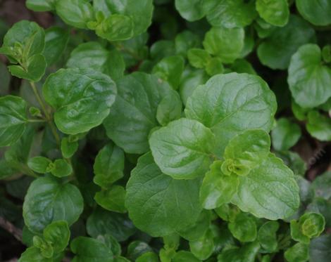 Yerba Buena, Satureja douglasii is a beautiful green groundcover with soft green leaves. - grid24_12