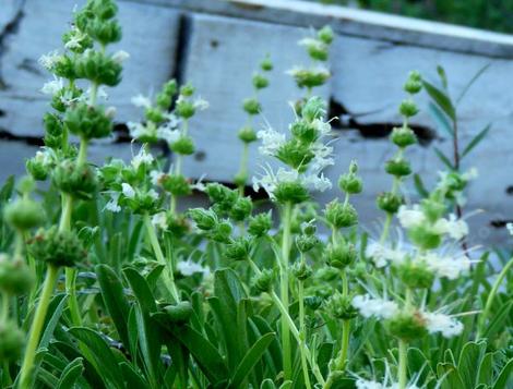 This creeping Sage has real different yellow sage flowers. - grid24_12