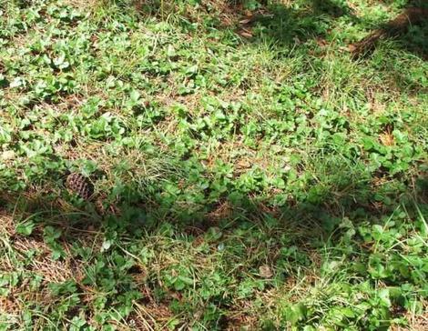 California ponysfoot, Dichondra donnelliana, Yarrow, Achillea californica, and, Wild strawberry, Fragaria californica make a natural lawn under Monterey pines and coast live oaks in Monterey - grid24_12