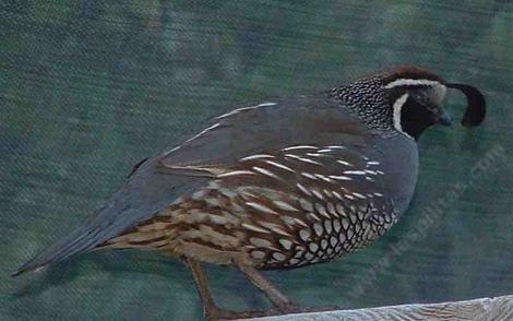 male California quail - grid24_12