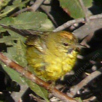 Orange-crowned warbler, Vermivora celata just out of the bath - grid24_12