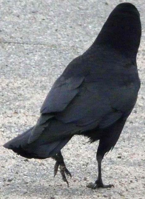 American crow, Corvus caurinus. I've seen that strut in some people. - grid24_12