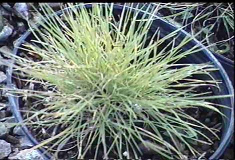 Hordeum brachyantherum californicum California Barley - grid24_12