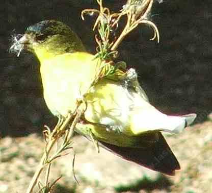 Tarzan the Lesser Goldfinch - grid24_12