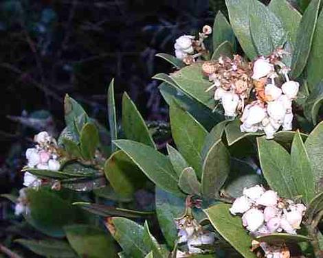 Arctostaphylos crustacea, Brittleleaf Manzanita  - grid24_12