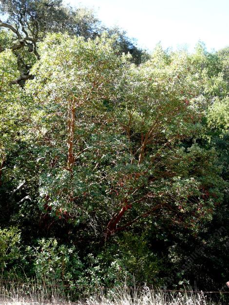 Arbutus menziesii, Madrone, growing at the top of a ridge, with weedy grasses in the foreground.  - grid24_12