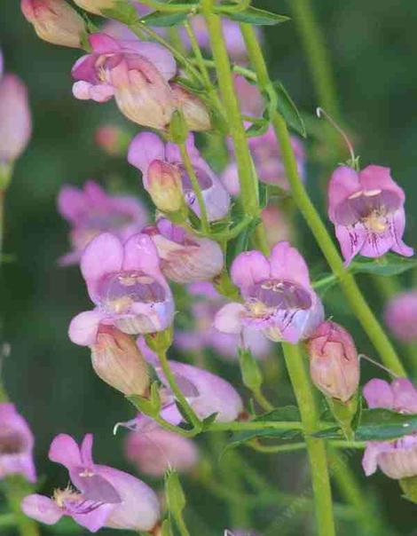 Penstemon grinnellii, Southern Woodland Penstemon, is rare, elusive, and so "cool lavender" for a garden.  - grid24_12
