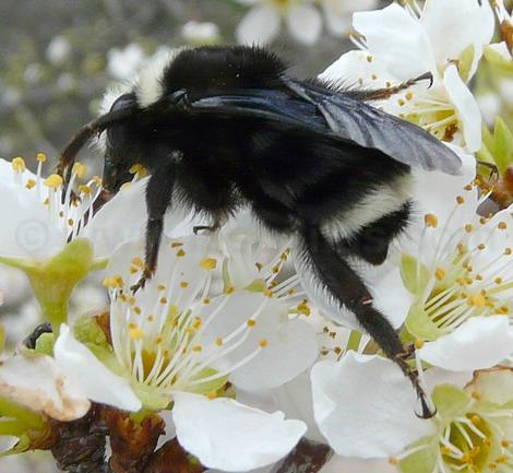 Bombus vosnesenskii bumblebee on a plum flower, probably a Queen. - grid24_12