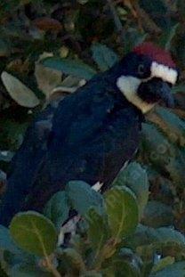 Acorn woodpecker, Melanerpes formicivorus looking sideways - grid24_12