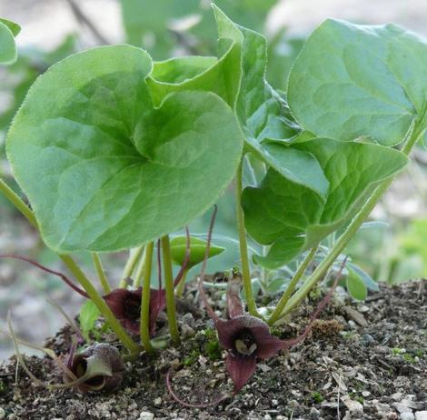 A young plant, with flowers at the base, of Asarum caudatum, Wild Ginger - grid24_12