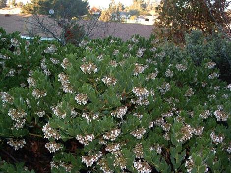 Arctostaphylos insularis, Island manzanita in a Nipomo native garden. - grid24_12