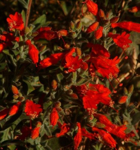 Zauschneria latifolia viscosa flowers - grid24_12