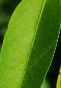 A California Bay leaf - grid24_12 A California Bay leaf - grid24_12