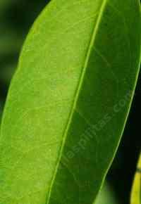 A California Bay leaf - grid24_12