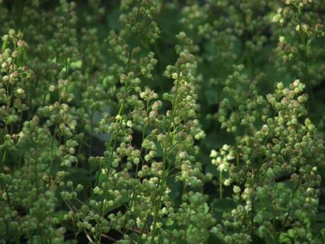 Heuchera pilosissima, Hairy Alum Root, is shown here in the Santa Margarita nursery.  - grid24_12