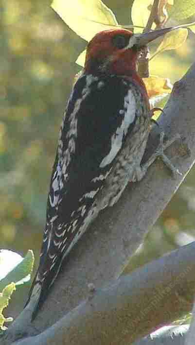 Red-breasted sapsucker, Sphyrapicus ruber in apple tree. - grid24_12