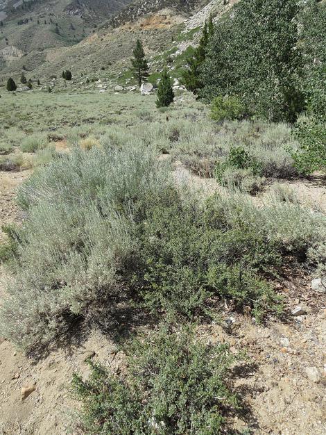 An old picture of Great basin Sagebrush - grid24_12