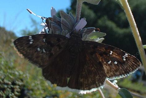 Mournful Duskywing,White-edged Dusky Wing, Erynnis tristis, thumbnail - grid24_12