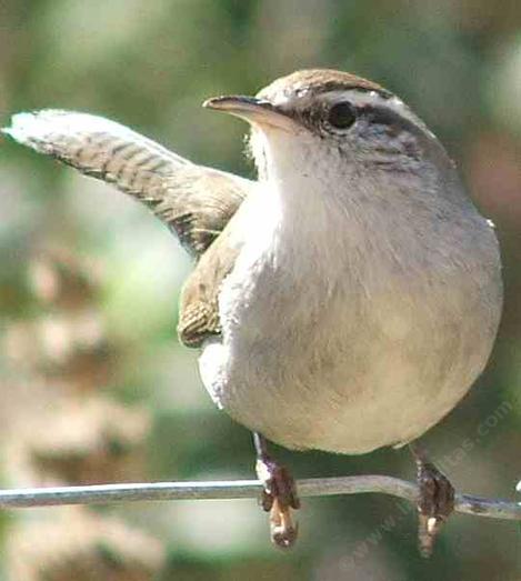 Bewick's Wren acts like a Buick wren - grid24_12