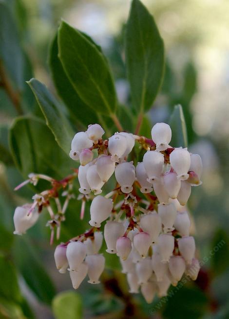 Rainbow manzanita makes a cute little bush. - grid24_12