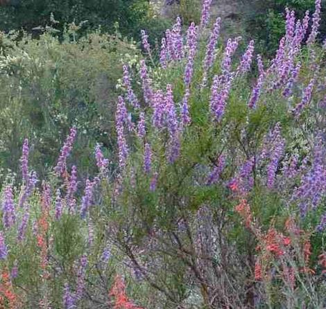 Wooly blue curls with penstemon centranthifolius - grid24_12