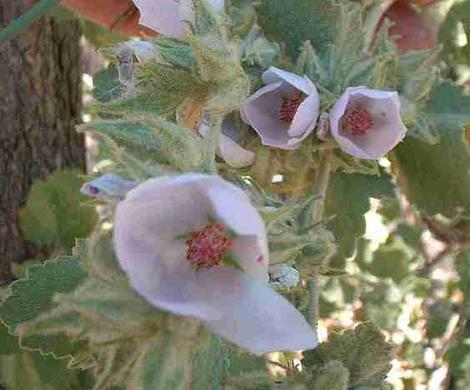 Malacothamnus marrubioides, Pinkflowered Bushmallow,  is a common inhabitant of the central California chaparral. - grid24_12