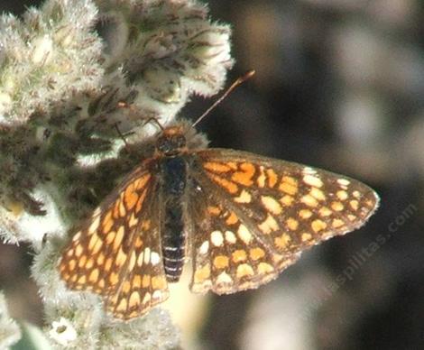 Gabb'scheckerspot, Chlosyne gabbii on a Eriodictyon tomentosum,  Woolly Yerba Santa - grid24_12