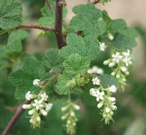 White Chaparral Currant, Ribes indecorum is native from southern Monterey Co., to San Diego, it used to be a common shrub throughout the Los Angeles basin and the Santa Monica Mountains. - grid24_12