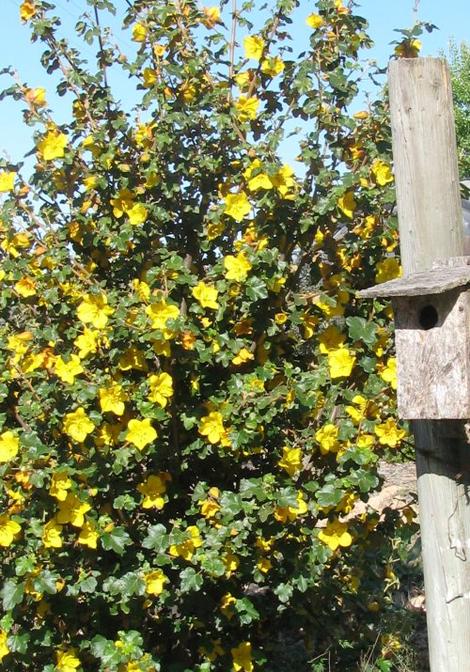 Fremontodendron Pacific Sunset seems to be the most stable of the hybrids but grows rather big. - grid24_12