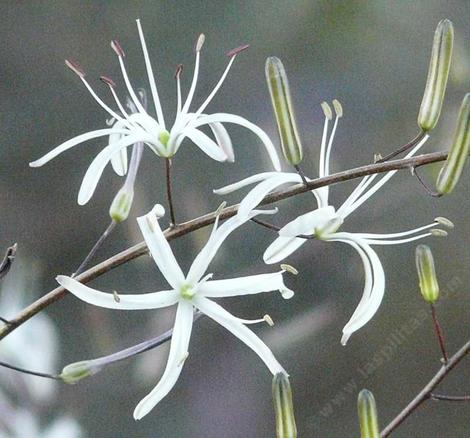 The Soap plant flowers are delicate white flowers on a three foot stalk - grid24_12