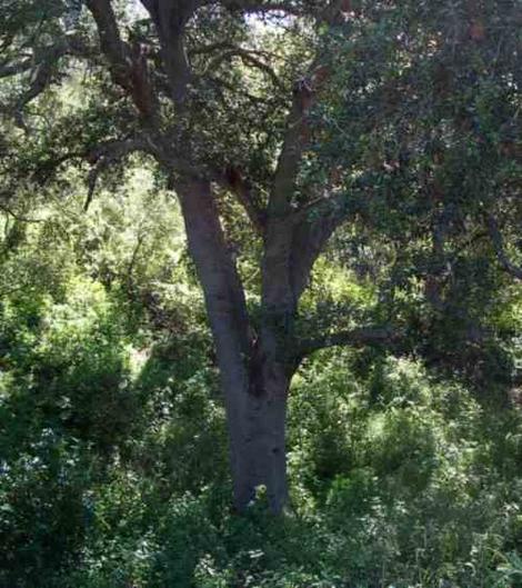 Coast live oak with all of its understory in place. A cubic meter of this soil might have 1 million individuals fungi, bacteria and animals in it. - grid24_12