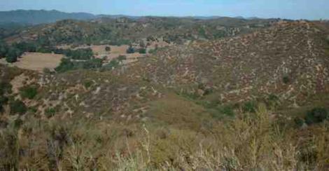 The chaparral behind our nursery about 12 years after a fire. Notice no trees in upper  burn area. - grid24_12