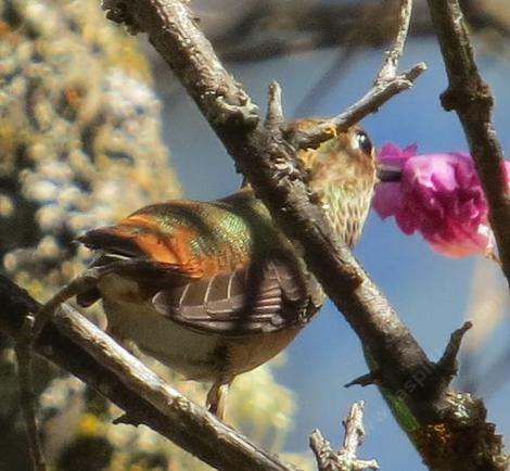 A hummingbird sipping nectar from a flower of Chilopsis linearis, Desert Willow, while hovering in mid-air. - grid24_12