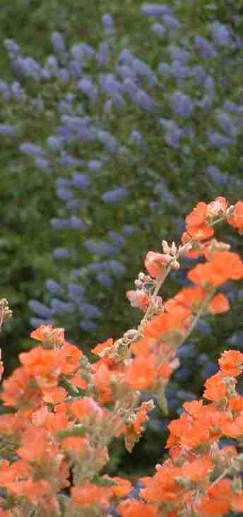 California plants, Desert mallow and Ceanothus - grid24_12