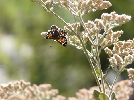 Eriogonum giganteum St. Catherine's Lace, with Mormon Metalmark Butterfly. This is a big Buckwheat. - grid24_12