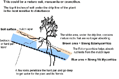 Root pattern of a Oak, manzanita or Ceanothus. Oaks need about 4-6 ft. of soil, Ceanothus and manzanita can survive on 2-4 ft. - grid24_12