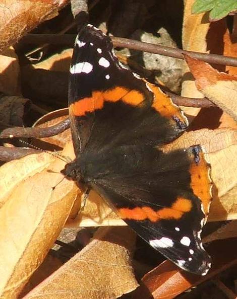 Red Admiral Butterfly right after emerging, can barely fly, that's how I got the picture. - grid24_12