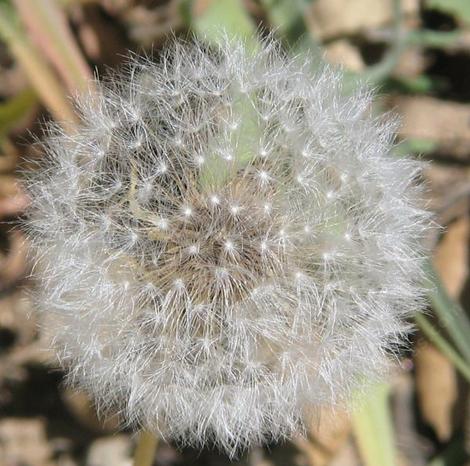 Agoseris grandiflora, Mountain dandelion seed heads in the Santa Margarita garden. - grid24_12