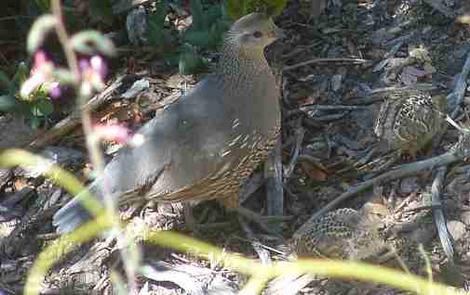 Mother California quail with nutlets or baby quail - grid24_12