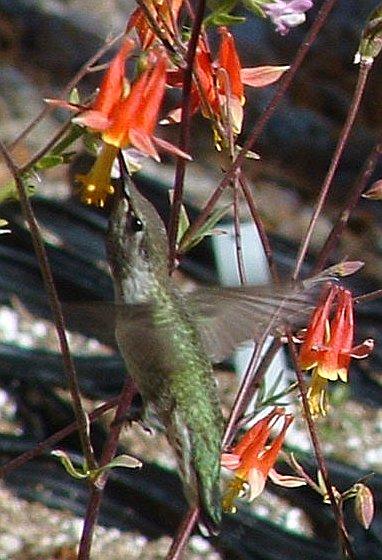 Anna Hummingbird on Aquilegia shockleyi Desert Columbine - grid24_12
