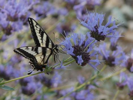 A pale Swallowtail butterfly on a Salvia clevelandii alpine.  - grid24_12